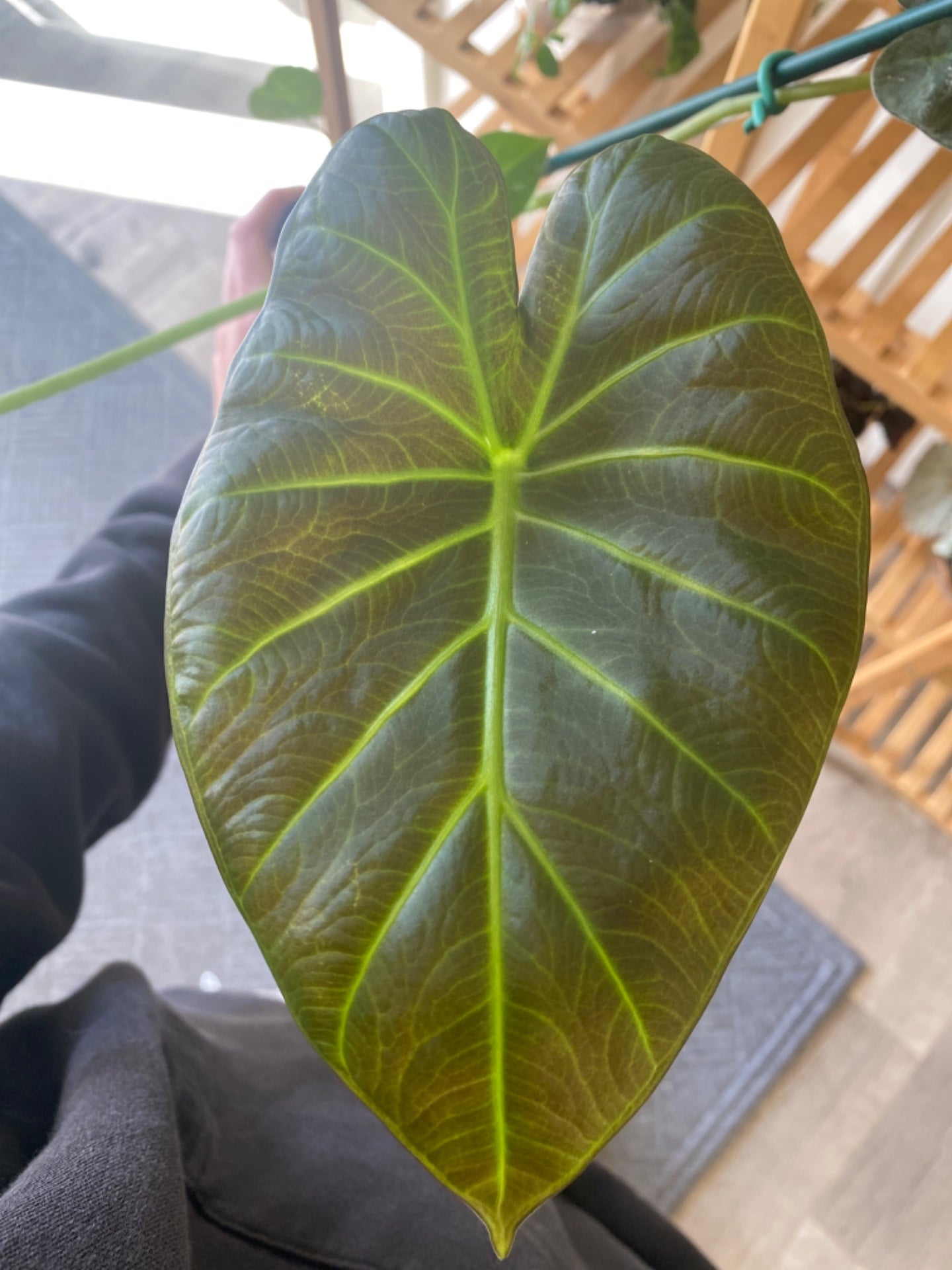 Alocasia Regal Shield (4" Terra Cotta) [ID #19274878]