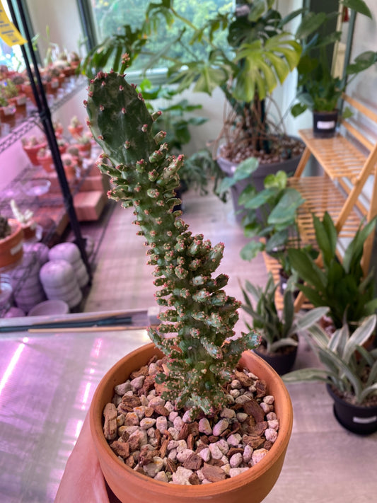 Opuntia monocantha monstrose variegated (4" Clay Pot) [ID #24347125]