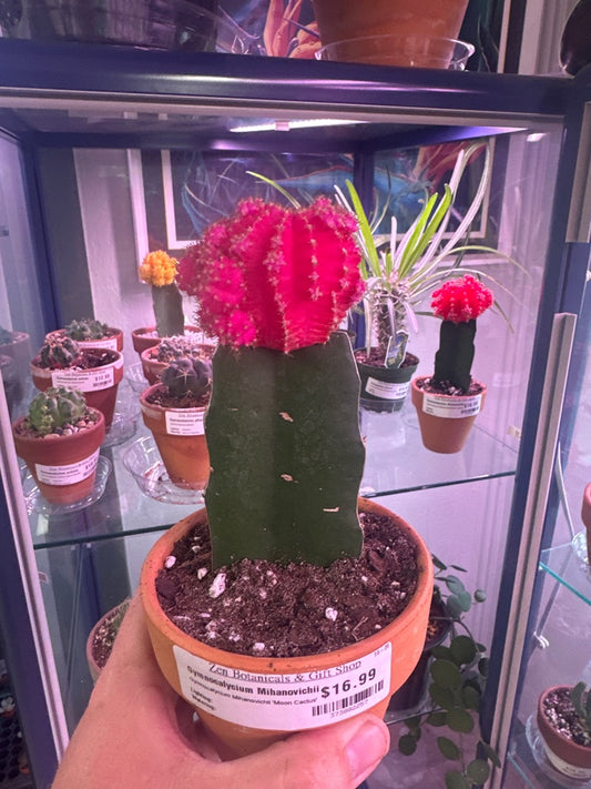 Gymnocalycium Mihanovichii 'Moon Cactus' (#373882257)