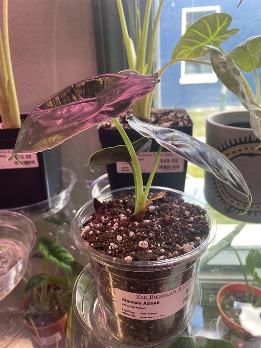 Alocasia Azlanii (#2286629379)