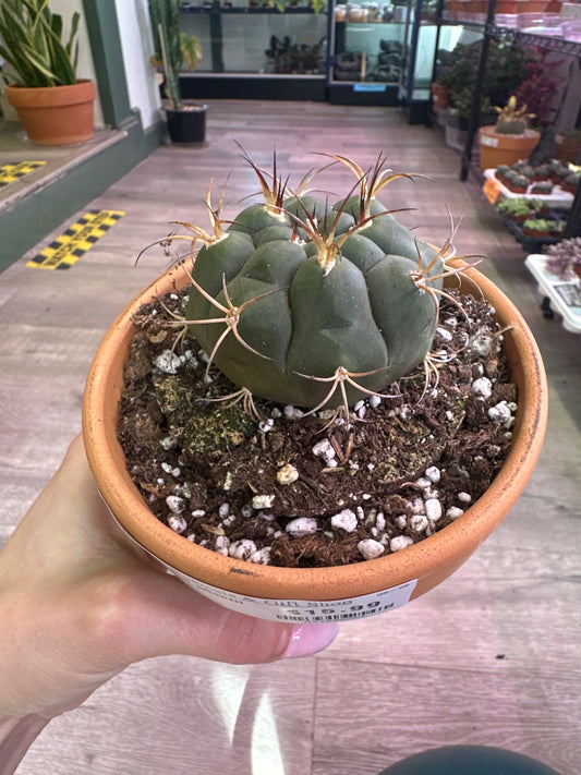 Gymnocalycium pflanzii (#537298284)