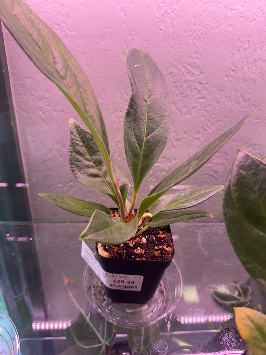 Anthurium cv. 'Red Flag' (#861400038)