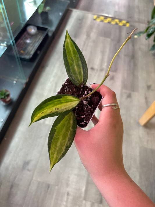 Hoya macrophylla 'Pot of Gold' (#653814164)