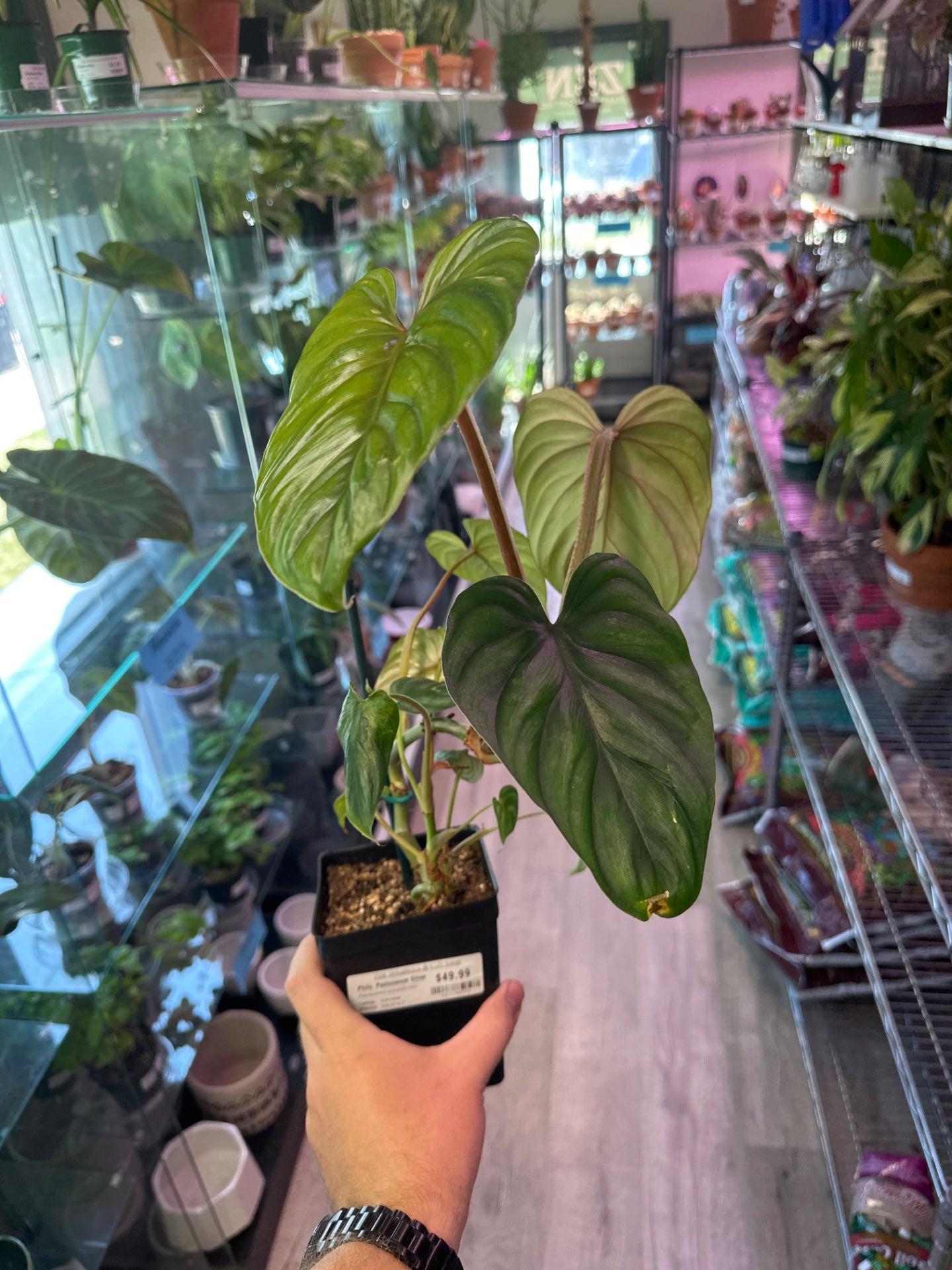 Philodendron pastazanum 'Silver' (4" Square Pot) [ID #73262737]