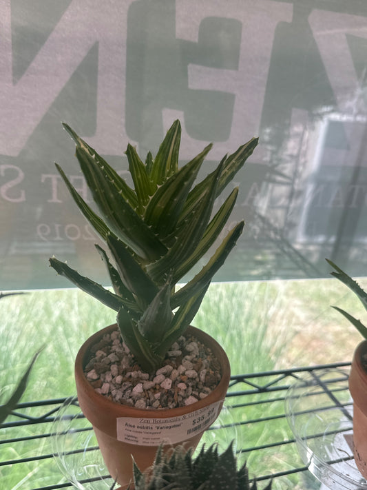 Aloe nobilis 'Variegated' (#147723057)