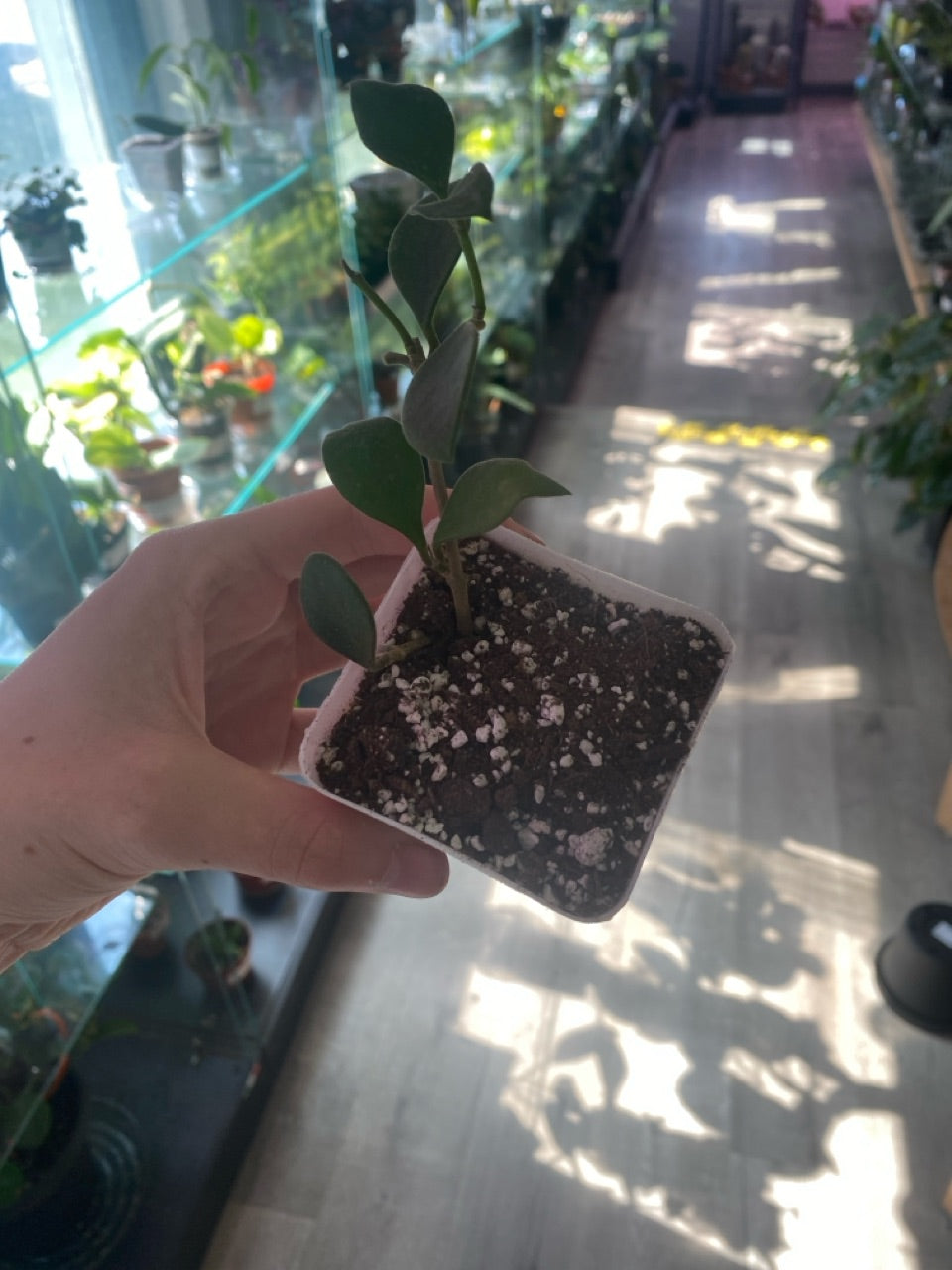 Hoya nummurlariodes (#4774165549)