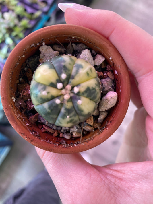 Astrophytum asteria variegated (2") [ID #31955468060]