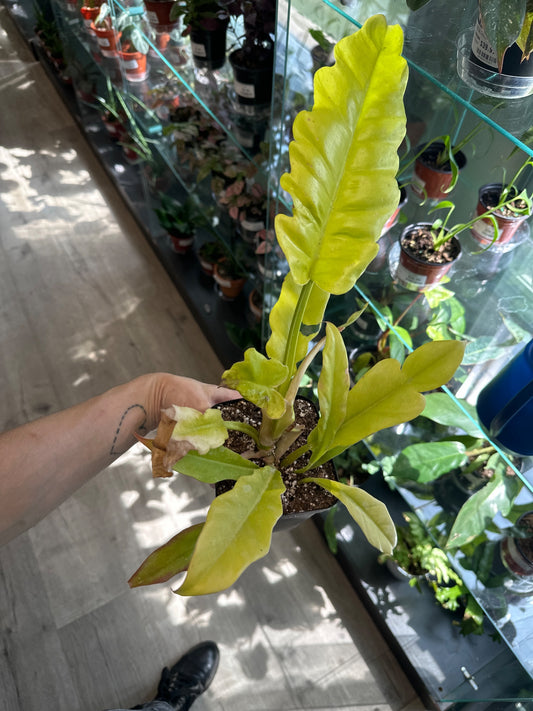 Philodendron pinnatifidum x melinonii 'Golden Crocodile' (#430349476)