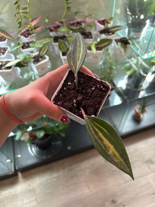 Hoya macrophylla 'Pot of Gold' (#316757435)