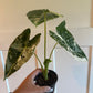 Alocasia Frydek 'Variegata' (#677949842)