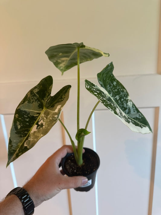 Alocasia Frydek 'Variegata' (#677949842)
