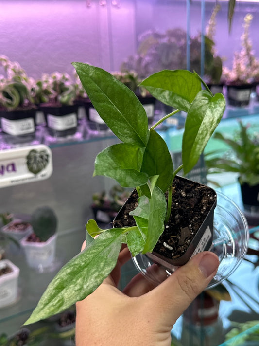 Epipremnum Aureum 'Skeleton Key' (#066282055)