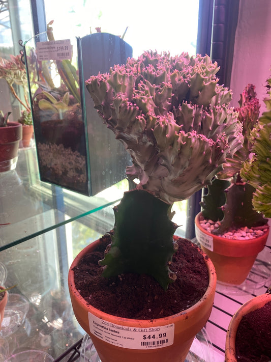 Euphorbia lactea 'Mermaid Tail White' (#1406943543)