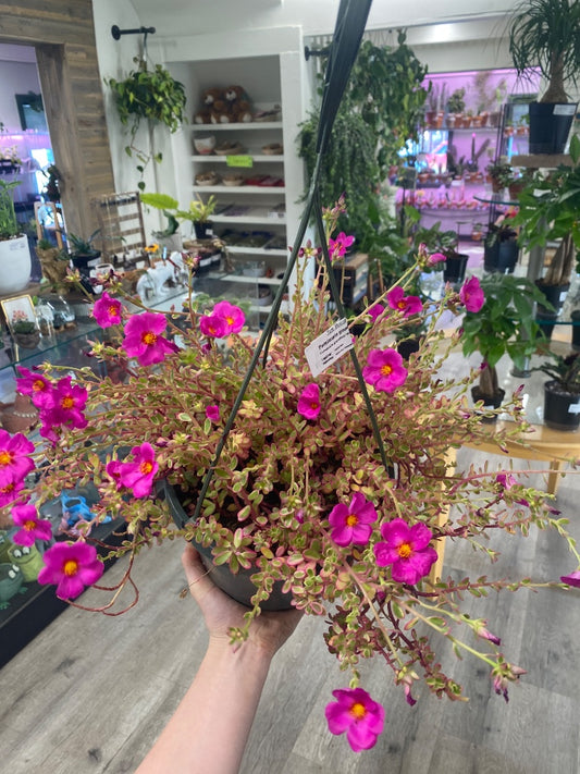 Portulacaria grandiflora 'Moss Rose' (#1515179407)