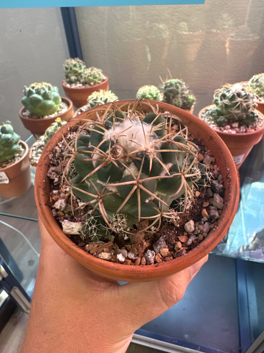 Coryphantha andreae (4" Clay Pot) [ID #51502043]