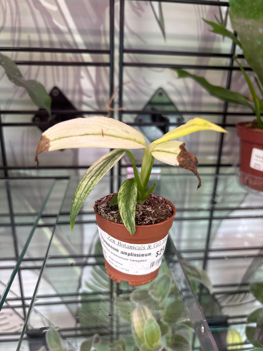 Epipremnum amplissimum 'Variegated' (#784332958)