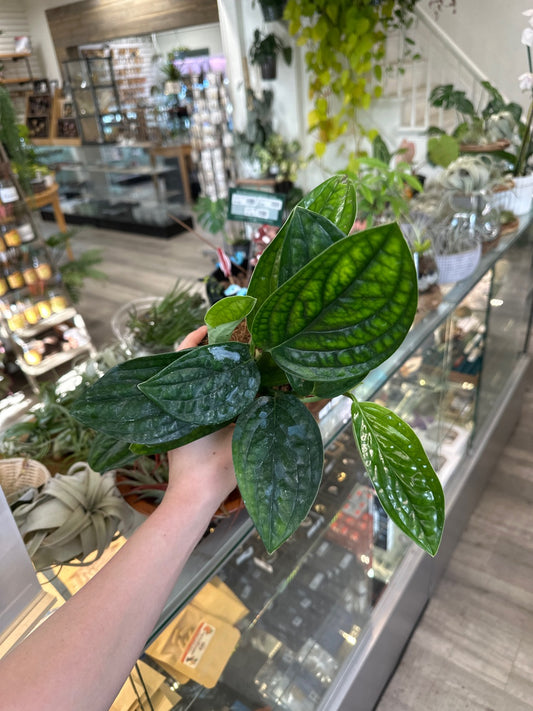 Monstera karstenianum 'Peru' (#683707766)