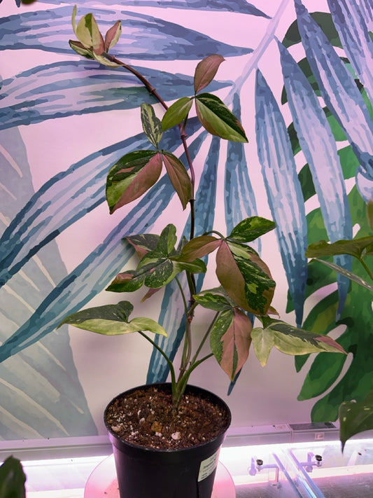 Syngonium Red Spot Tricolor (6" Nursery pot) [ID #64954179]