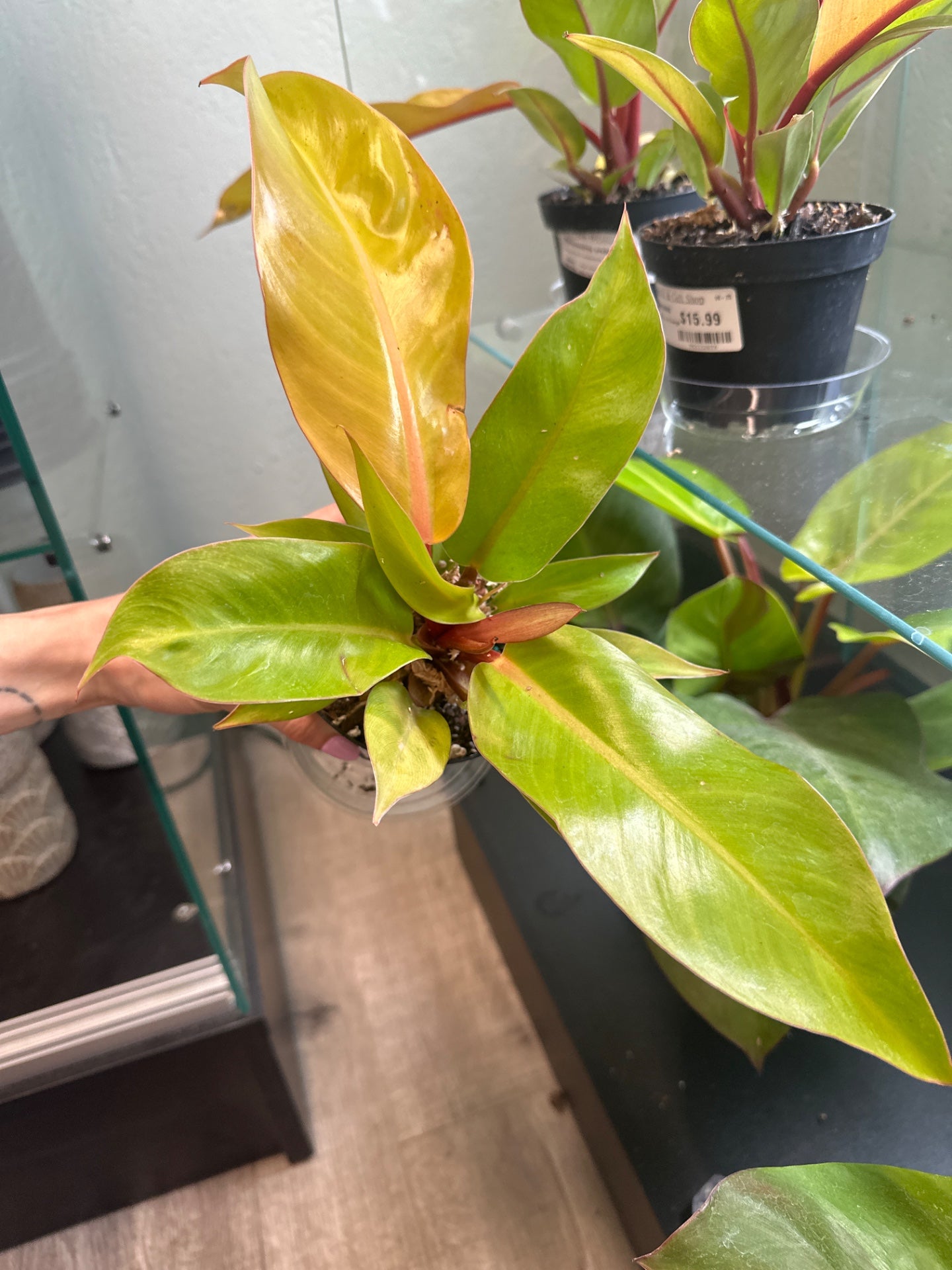Philodendron erubescens 'Prince of Orange' (#101199907)