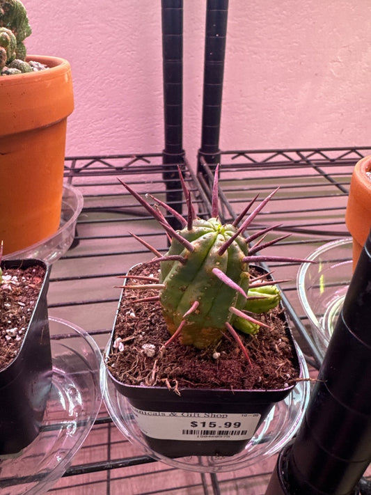 Euphorbia Ferox (#150460575)