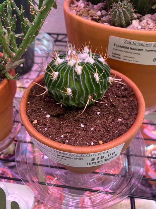 Stenocactus multicostatus (#737283694)