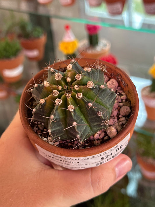 Gymnocalycium Mihanovichii Var. Friedrichii (4") [ID #22372549264]