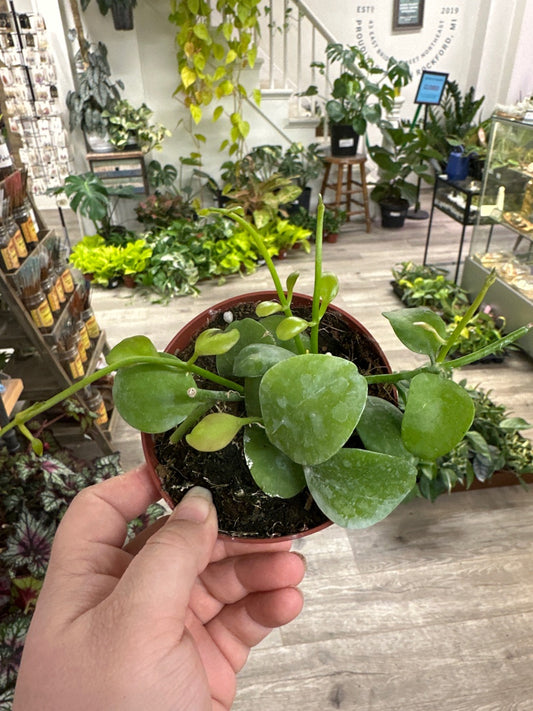 Dischidia cv. 'Imbricata' (#823069195)
