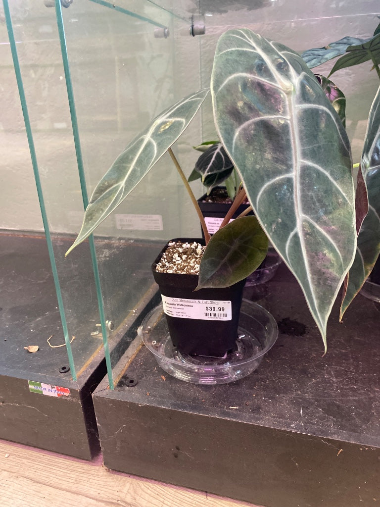 Alocasia Watsoniana (#6586543961)