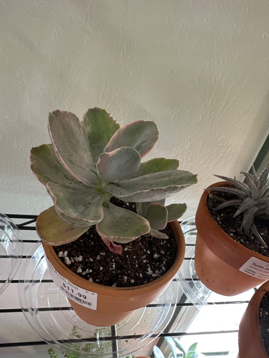 Echeveria cv. 'Decora' (#403144495)