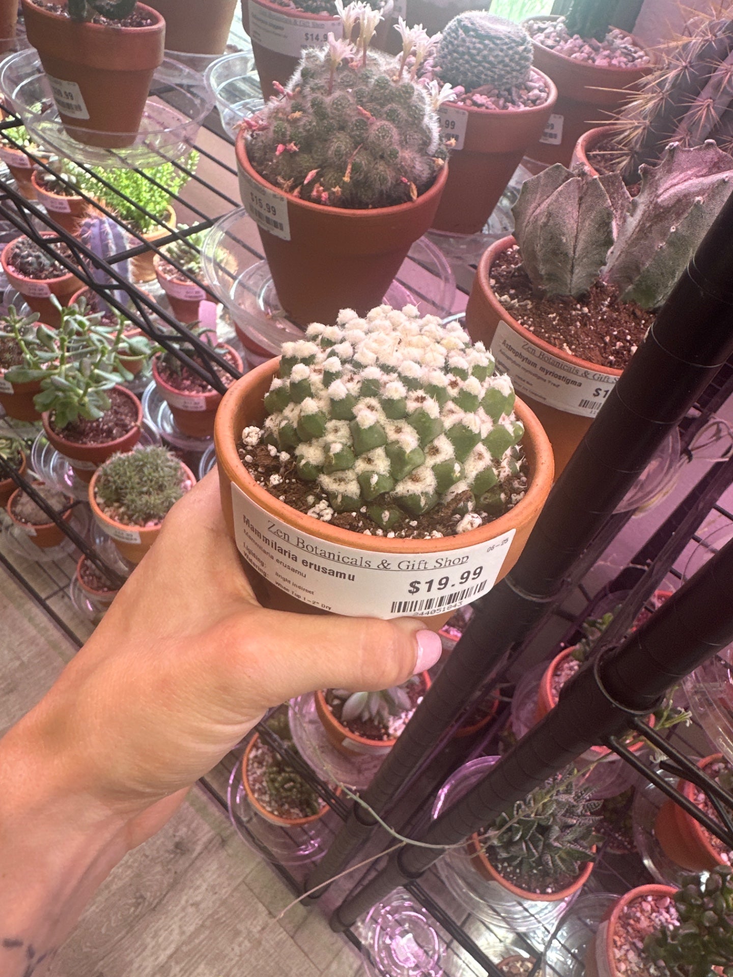 Mammilaria erusamu (#244051843)