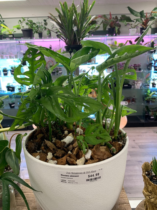Monstera adansonii (#543283346)