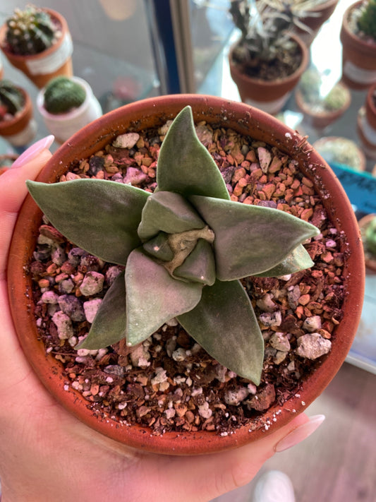 Ariocarpus retusus (4") [ID #38843261272]