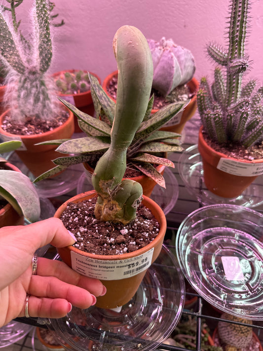 Trichocereus bridgesii monstrose (#152609897)