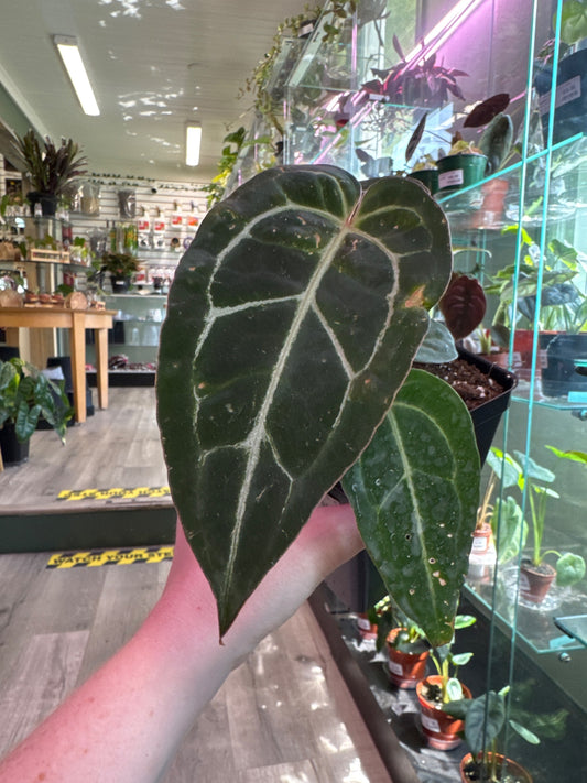 Anthurium noID (#761508024)