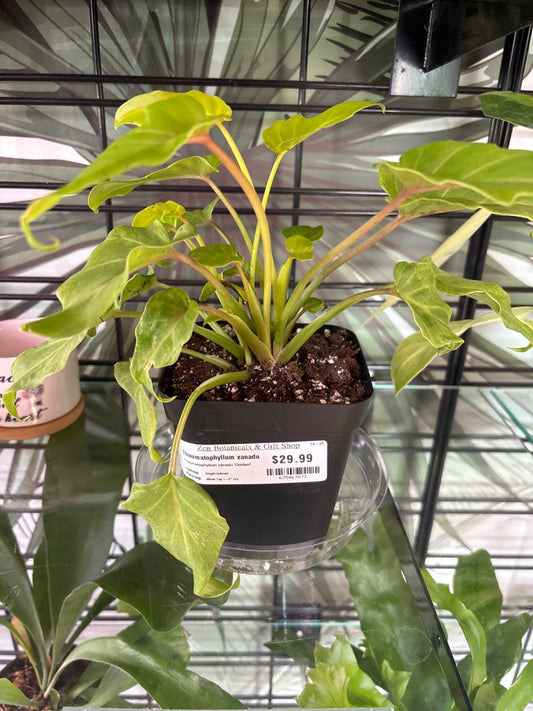 Thaumatophyllum xanadu 'Golden' (#675467873)