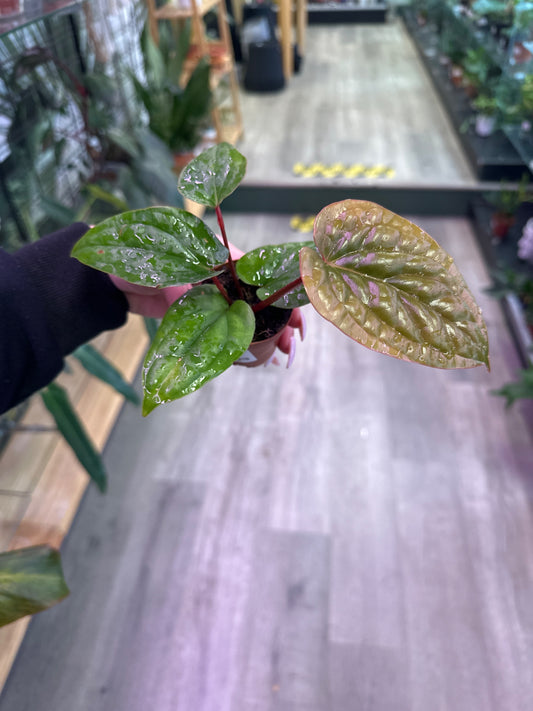 Anthurium luxurians X radicans  (#560947584)
