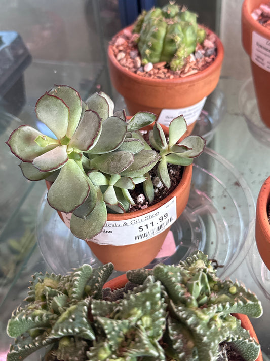 Cotyledon chocoline (#155775098)