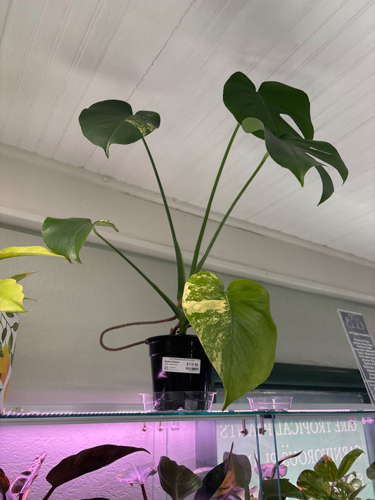Monstera Deliciosa 'Aurea' (#765566824)