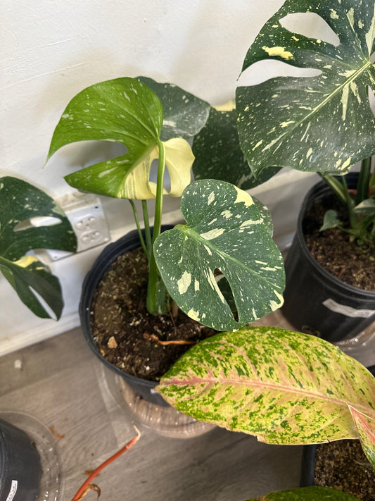 Monstera deliciosa 'Thai Constellation' (#550436965)