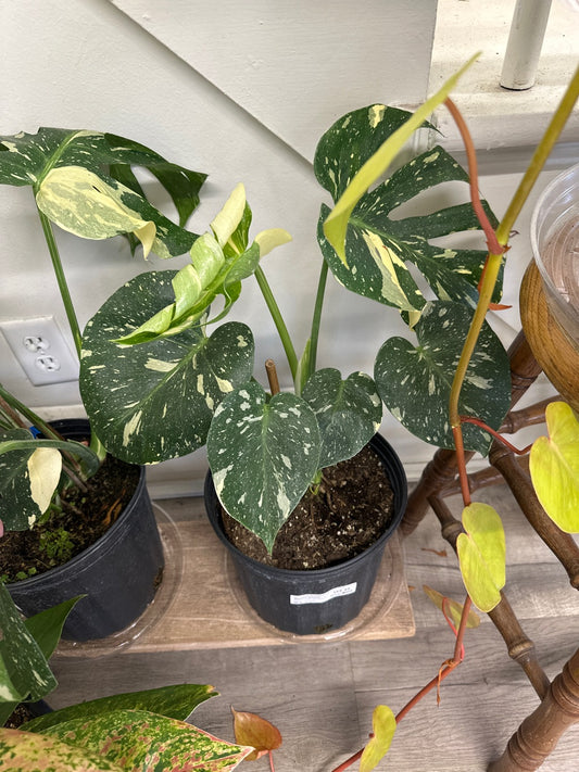 Monstera deliciosa 'Thai Constellation' (#360963419)