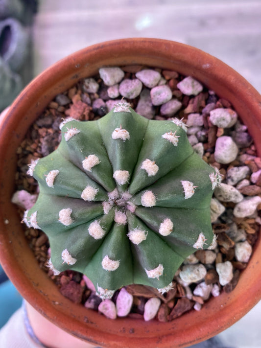 Astrophytum asteria (4") [ID #53795683]