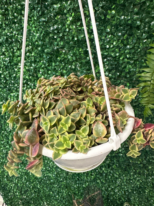 Crassula Cv. 'Calico Kitten' (#990970911)