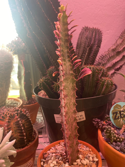 Euphorbia trigona 'Royal Red' (#488240942)