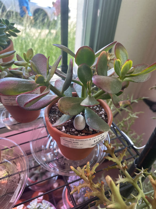 Crassula ovata 'Sunset Jade' (#215553698)