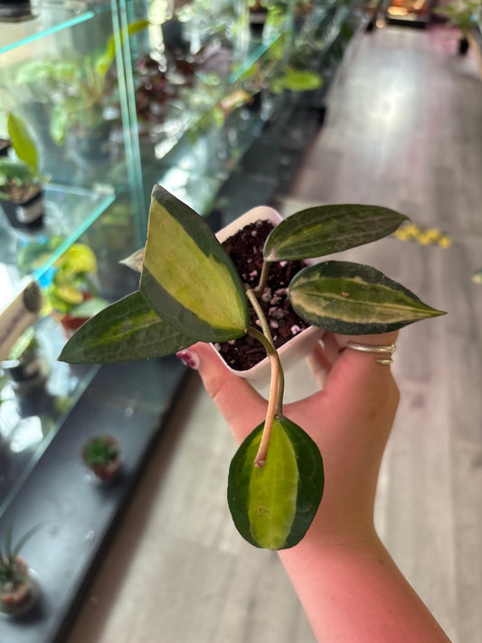 Hoya macrophylla 'Pot of Gold' (#821631485)