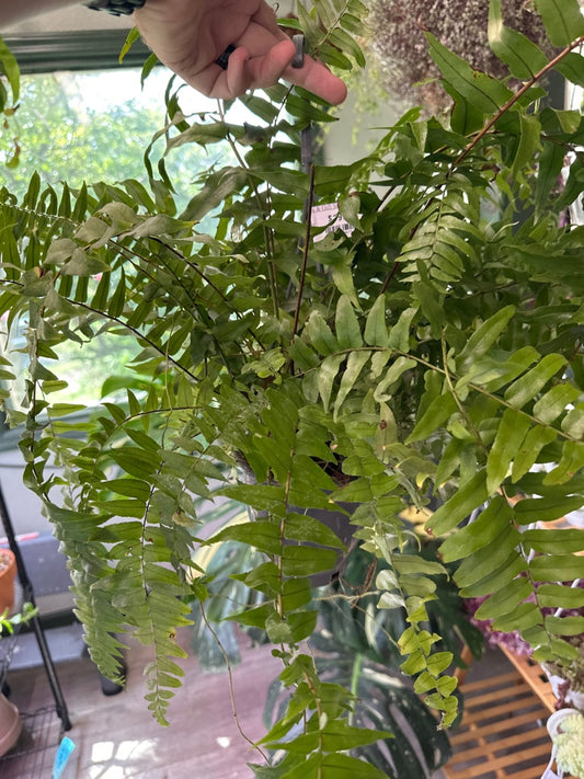 Nephrolepis Exaltata 'Boston Fern' (#262428673)