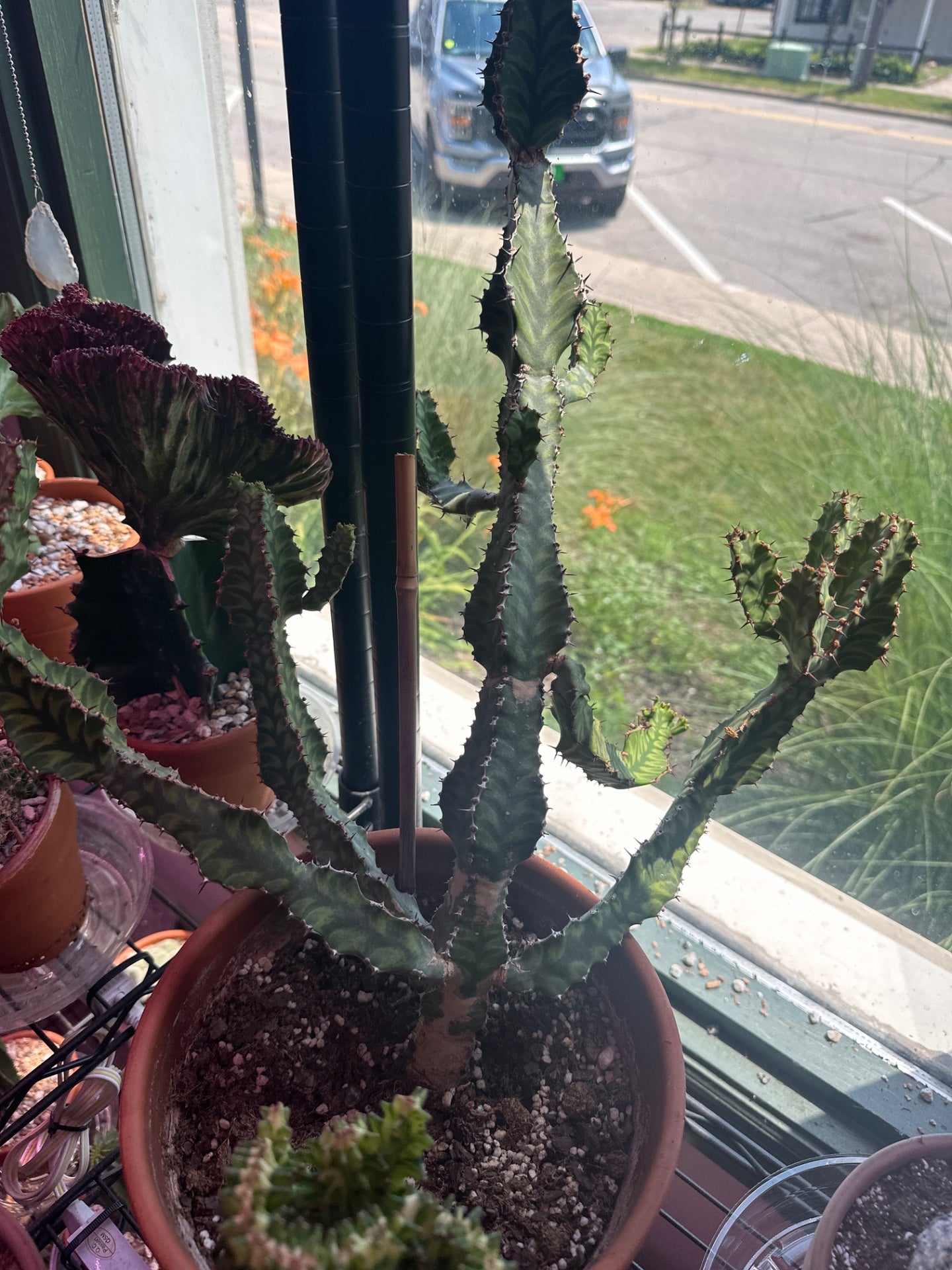 Euphorbia pseudocactus (#377669547)