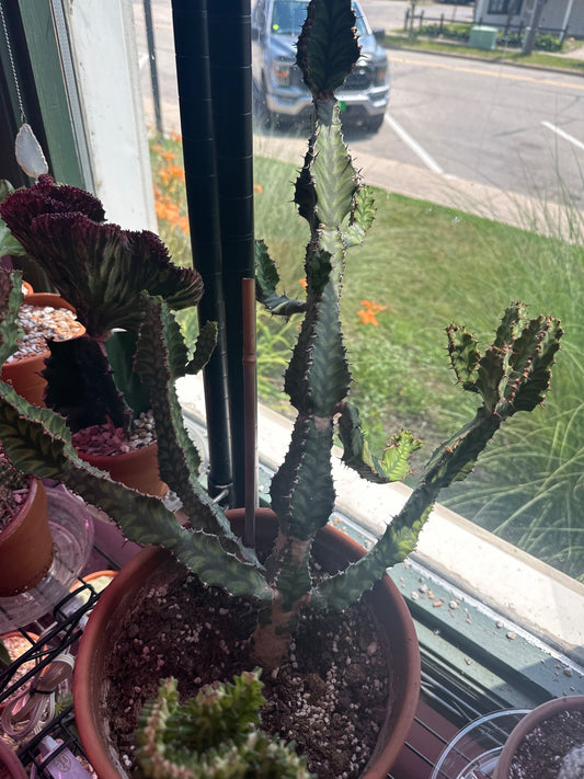 Euphorbia pseudocactus (#377669547)