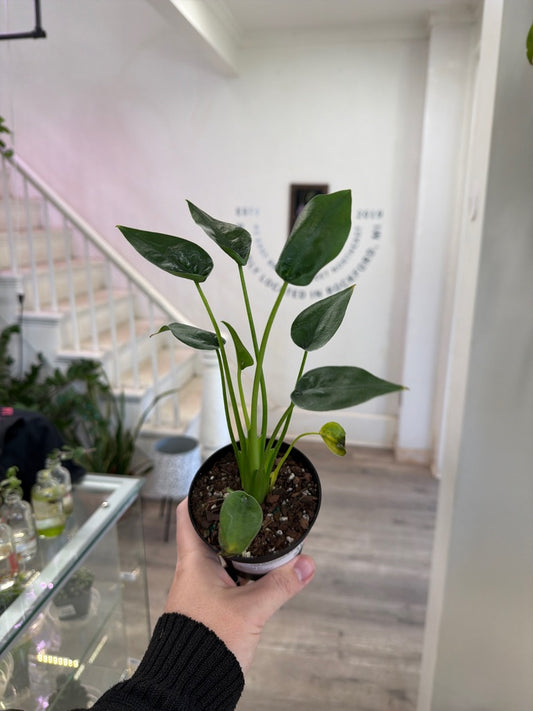 Alocasia Cv. 'Tiny Dancer' (#412677081)