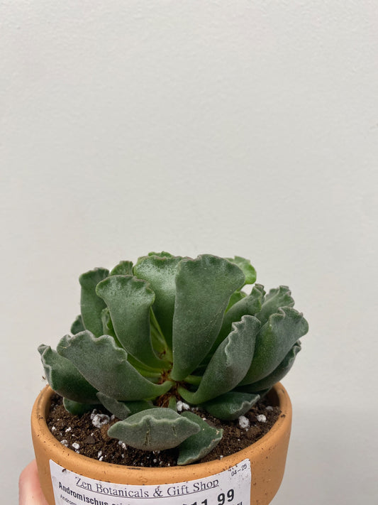 Andromischus cristatus (#703142411)